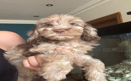 Cockapoo dogs for sale: Therapy Line F1b health tested cockapoo - Image 10