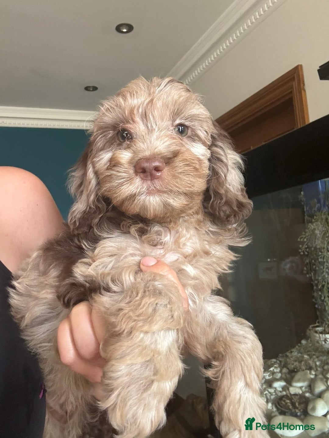 Cockapoo dogs for sale: Therapy Line F1b health tested cockapoo - Image 10