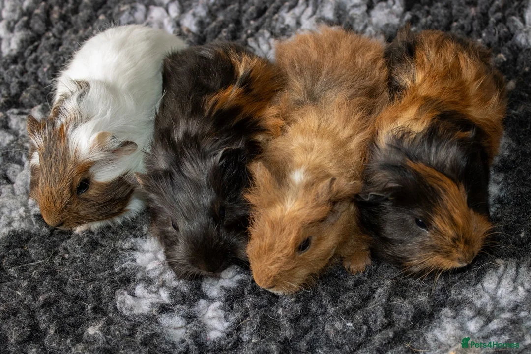 Guinea Pig rodents for sale: Stunning baby guinea pigs  - Advert 2