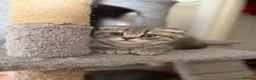 British Shorthair cats for sale: 🐾 3 adorable kittens looking for loving homes! 🐾 - Advert 6