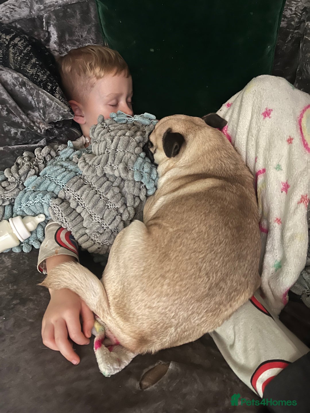 Pug dogs for sale: Sad sad sale 1 year old pug bitch  - Advert 7