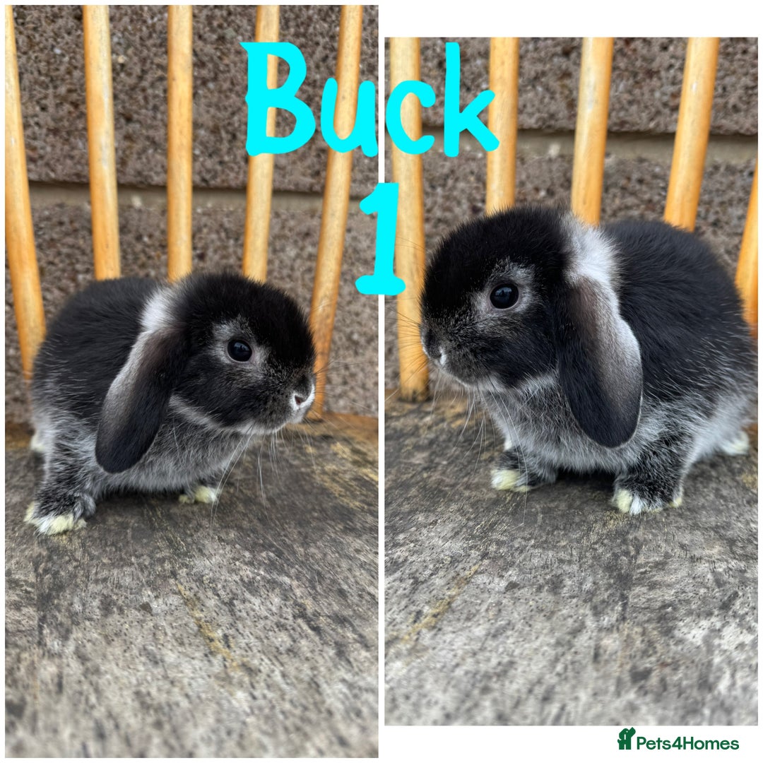 Mini Lop rabbits for sale: Pure breed mini lop male and female  - Image 7