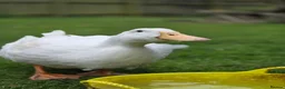 Ducks poultry for sale: Day old Ducklings in Maldon - Advert 4