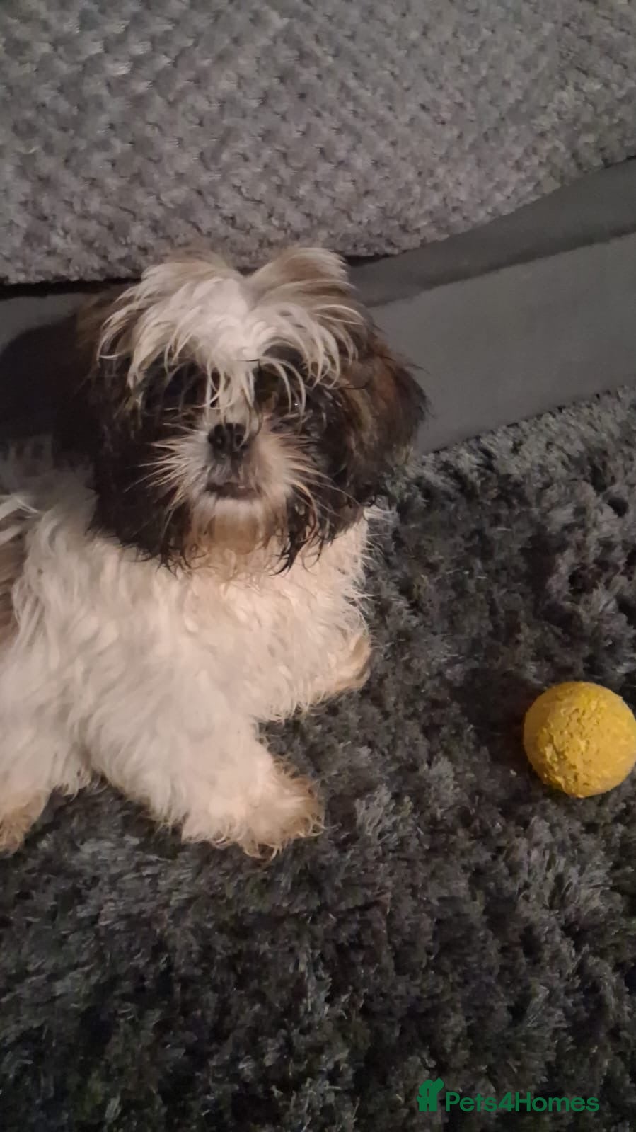 Shih Tzu dogs 1 female shihtzu for sale  - Advert 6