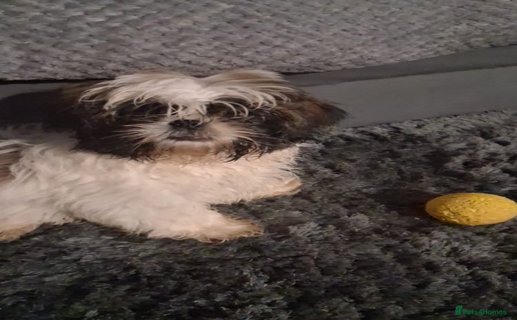 Shih Tzu dogs 1 female shihtzu for sale  - Advert 7