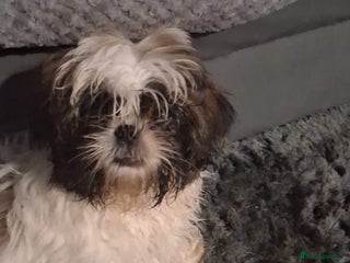 Shih Tzu dogs 1 female shihtzu for sale - Advert 13