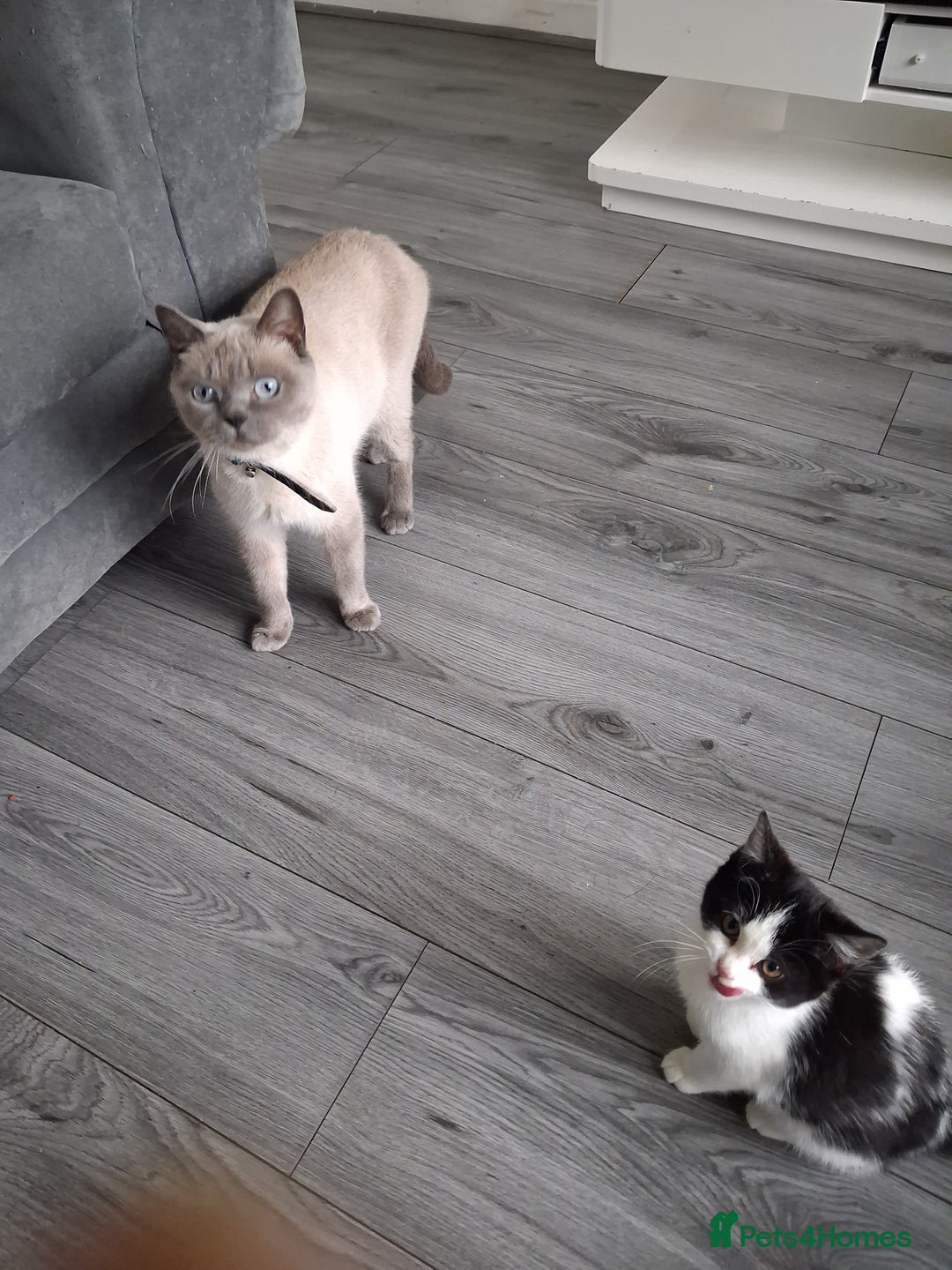 British Shorthair cats for sale: British Shorthair kitten  - Advert 1