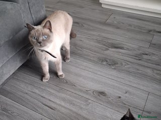 British Shorthair cats British Shorthair kitten - Advert 1