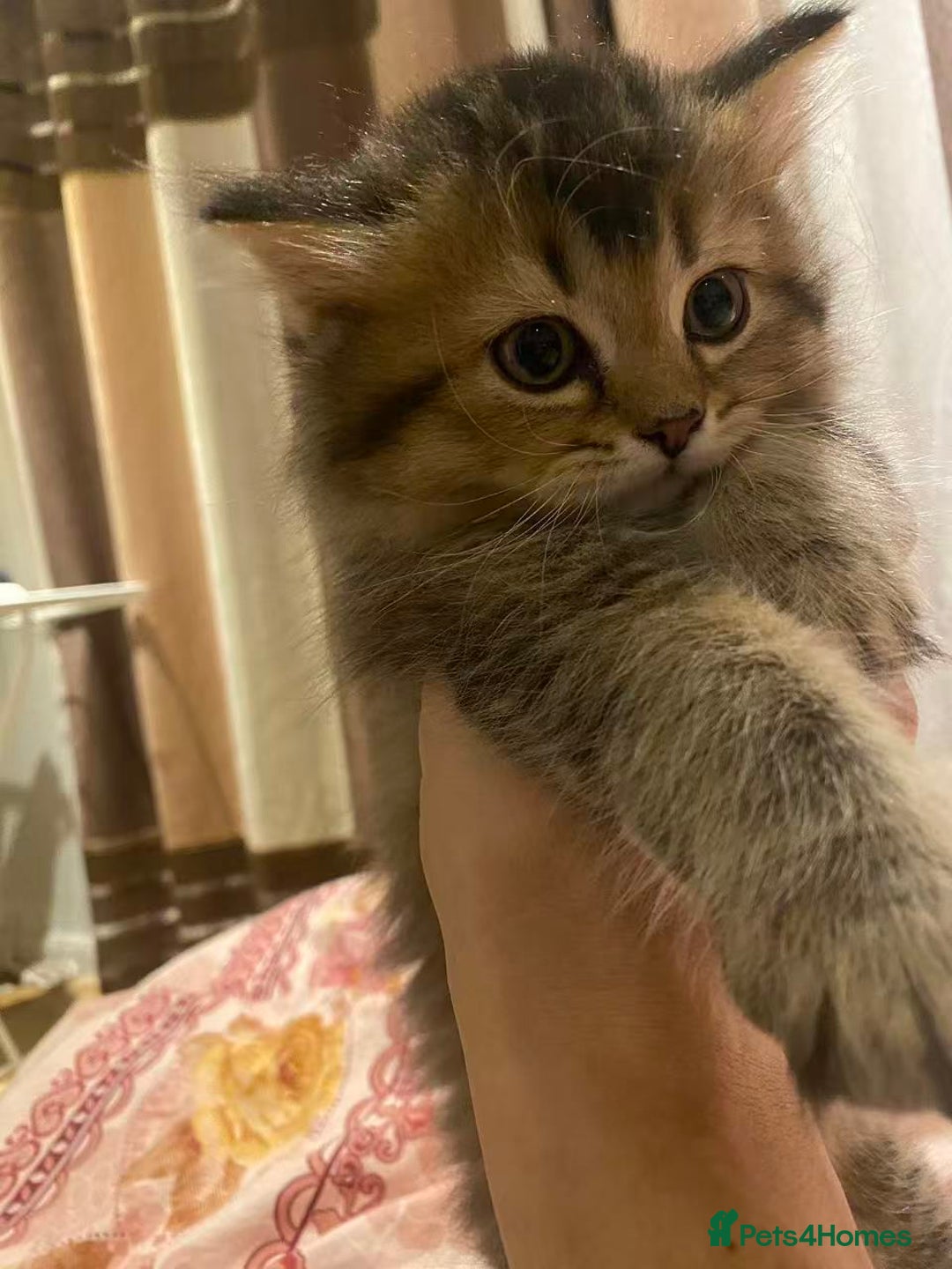 Scottish Fold cats for sale: Stunning Scottish fold kittens are ready - Advert 9