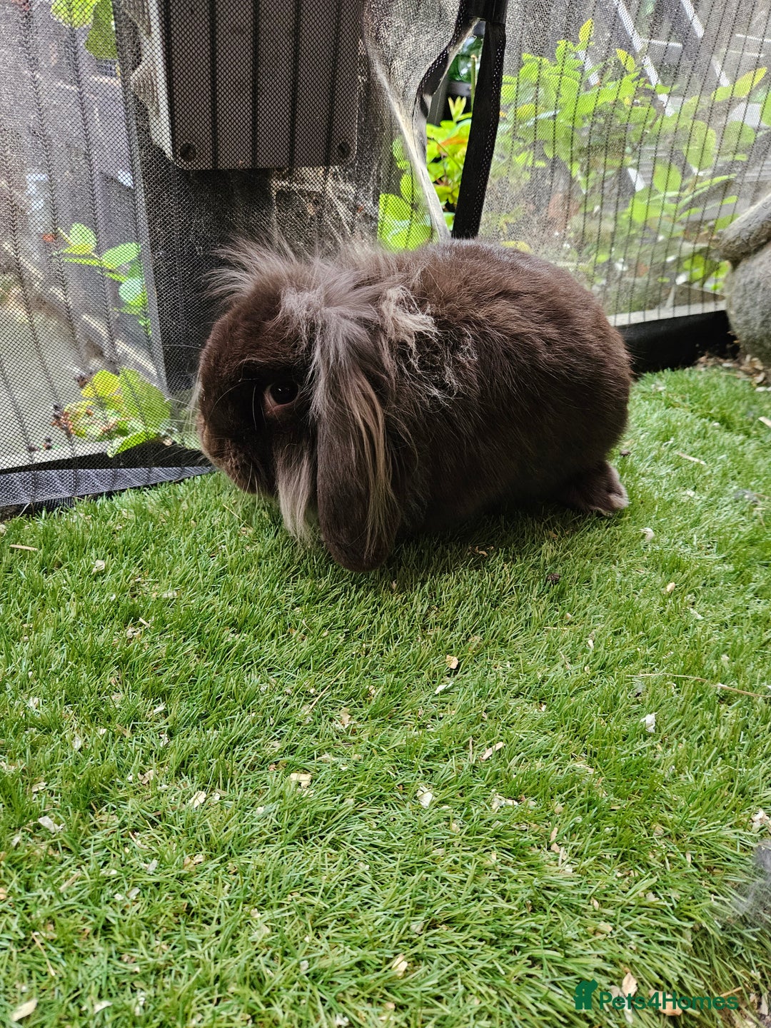 Mini Lion Lop rabbits for sale: Mini lion lop baby rabbits seal point chocolate in Durham - Image 4
