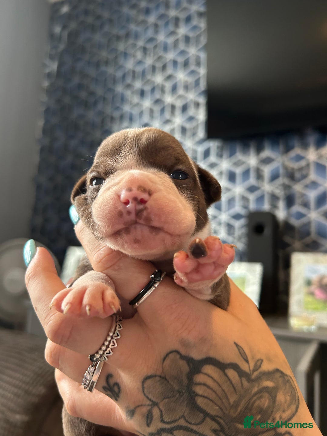 Olde English Bulldogge dogs for sale: CARTEL BLOODLINE OLDE ENGLISH PUPPIES!!  - Image 30