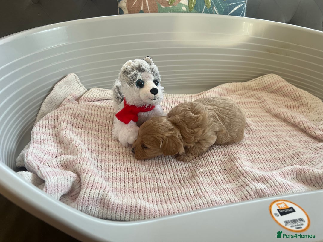 Maltipoo dogs for sale: Gorgeous Maltipoo Puppies - Image 8