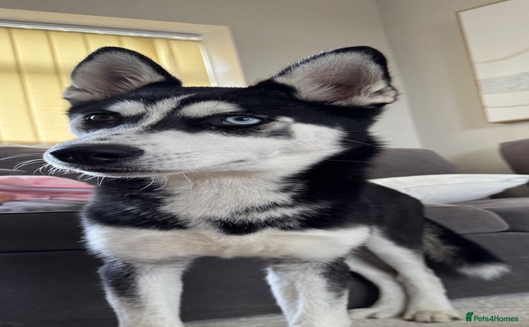 Siberian Husky dogs for sale - Advert 1