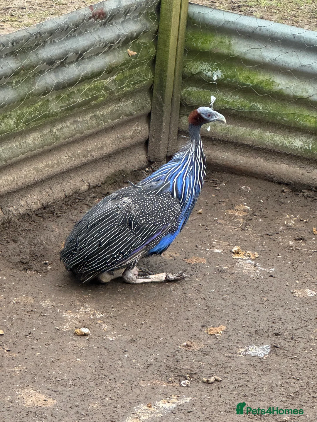 Guinea Fowl poultry for sale: Guinea foul created and vulturine rare breed - Advert 4