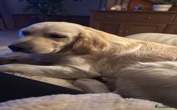 Golden Retriever dogs for sale: Golden retriever puppies confirmed (due 15/11) - Image 7