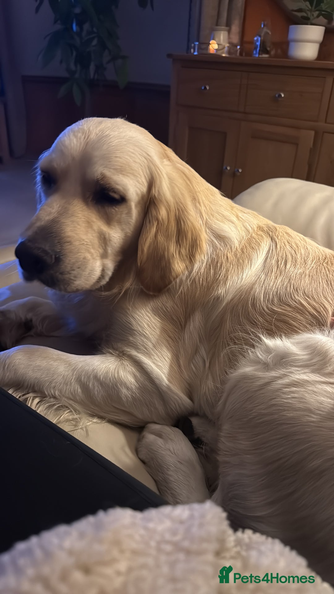 Golden Retriever dogs for sale: Golden retriever puppies confirmed (due 15/11) - Image 7