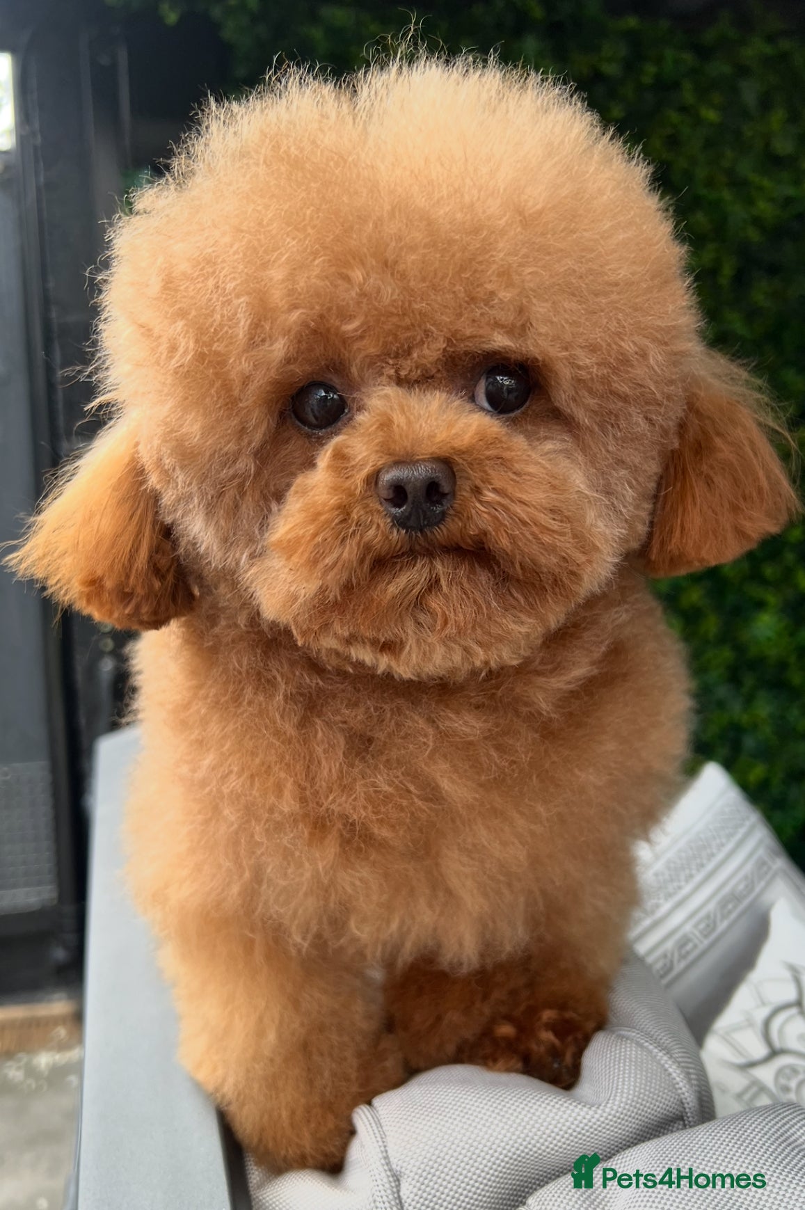 Toy Poodle dogs Asian Toy Poodle - Advert 1