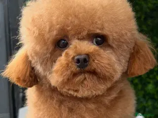 Toy Poodle dogs Asian Toy Poodle - Advert 1