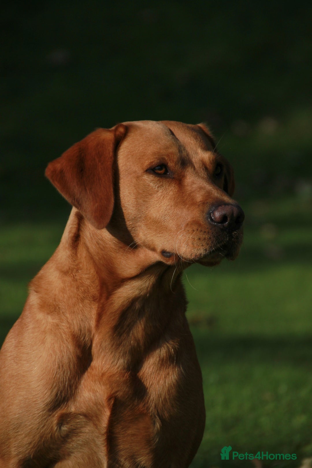 Labrador Retriever dogs for stud: Wiremoors Bram fox red Kc Reg & health tested dog - Advert 4