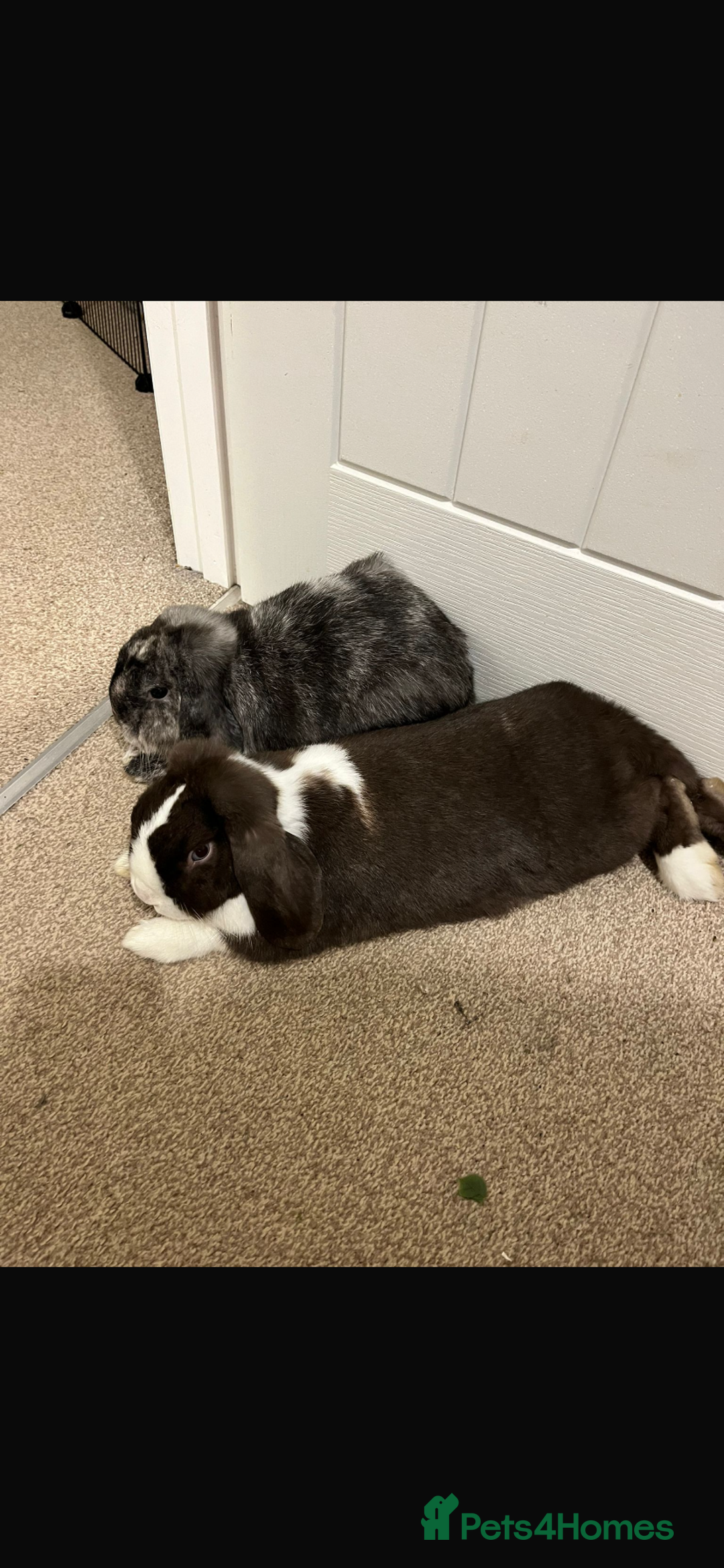 Dwarf Lop rabbits for sale: Two male dwarf lops for sale - Advert 2