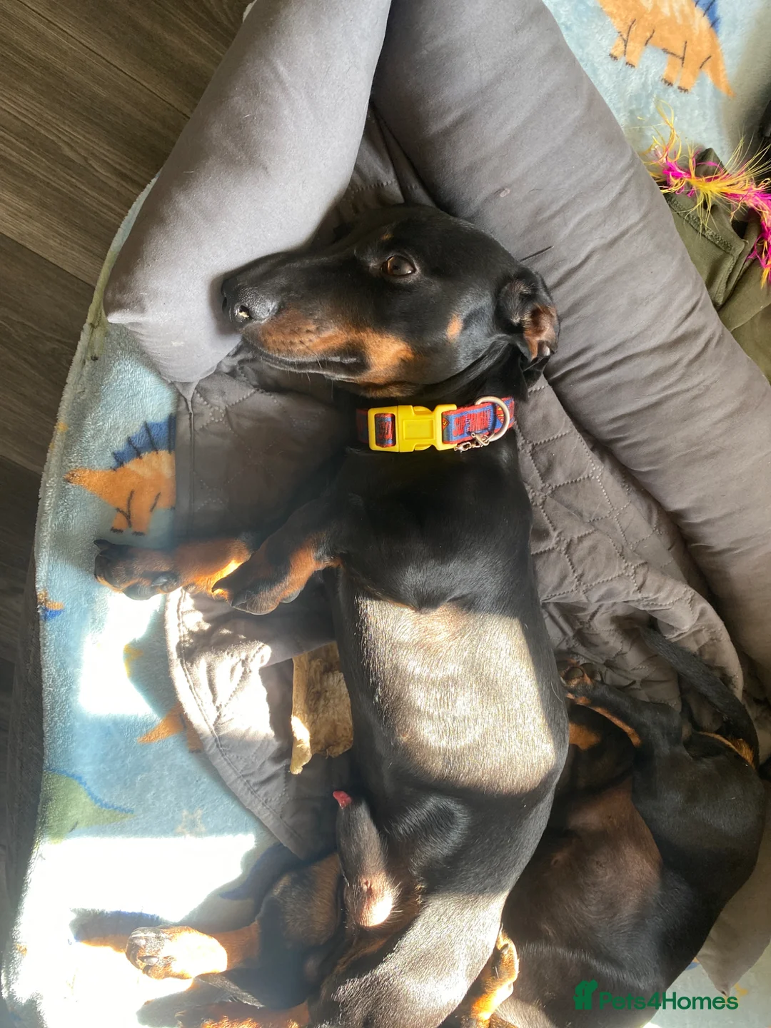 Dachshund dogs for sale: Dachshund for adoption/sale - Advert 1