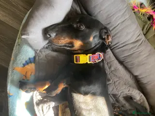 Dachshund dogs Dachshund for adoption/sale - Advert 1