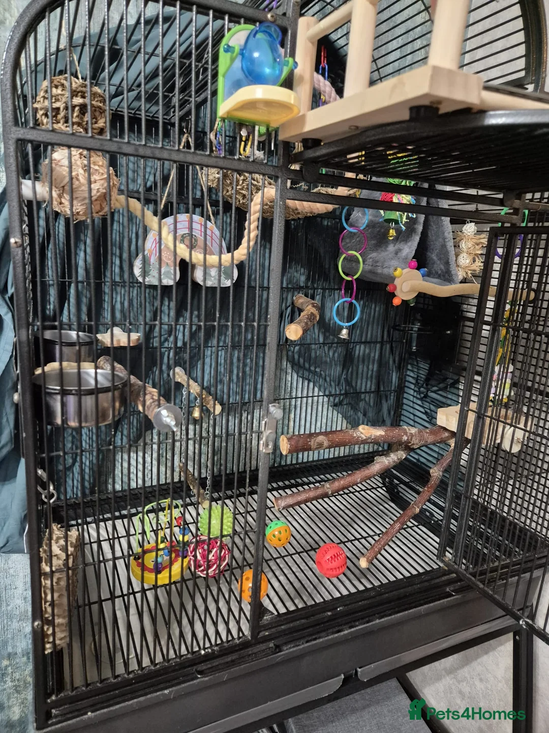 Conures birds for sale: Hand Reared Green Cheek Conure with Full Setup - Advert 7