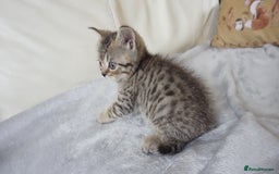 British Shorthair cats for sale: STUNNING British Shorthair Kittens Silver Tabbies - Image 27