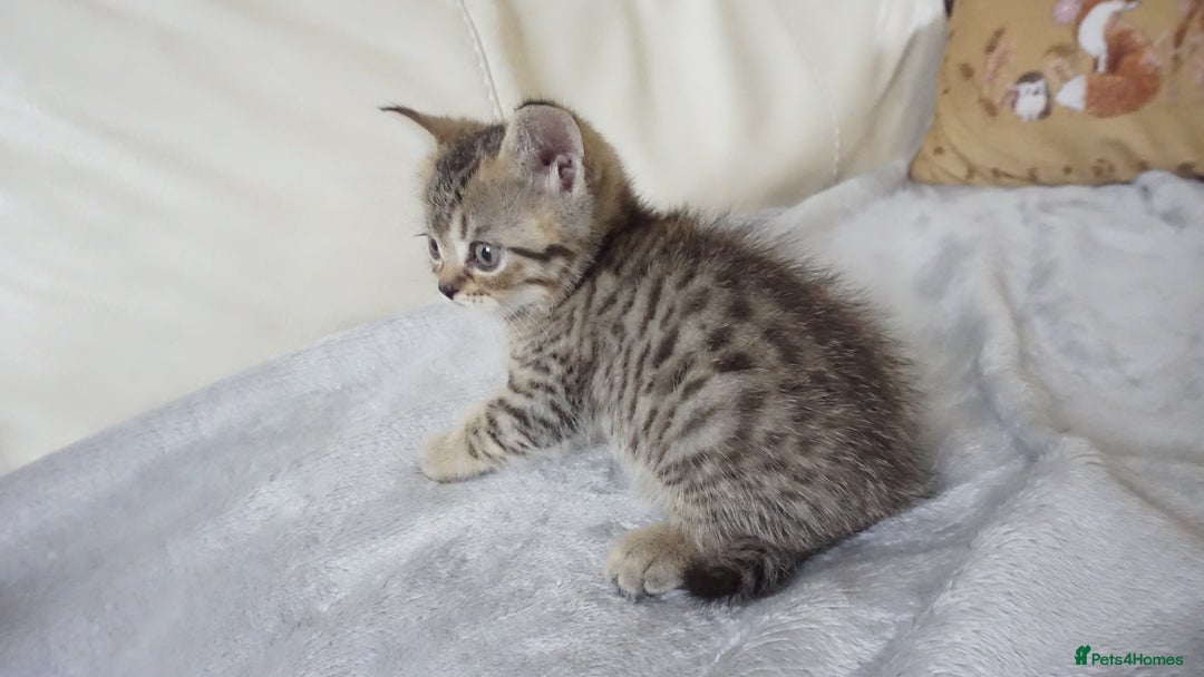 British Shorthair cats for sale: STUNNING British Shorthair Kittens Silver Tabbies - Image 27