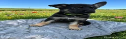 German Shepherd dogs for sale: lovely GSD puppies  - Advert 8