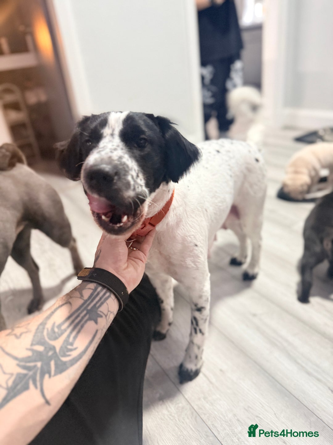 Mixed Breed dogs for sale: 2 female Shar Pei cross spaniel pups  - Advert 10