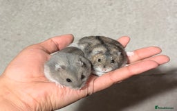 Hamster rodents for sale: TAME PEDIGREE WINTER WHITE DWARF HAMSTERS - Advert 1