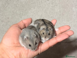 Hamster rodents TAME PEDIGREE WINTER WHITE DWARF HAMSTERS - Advert 1