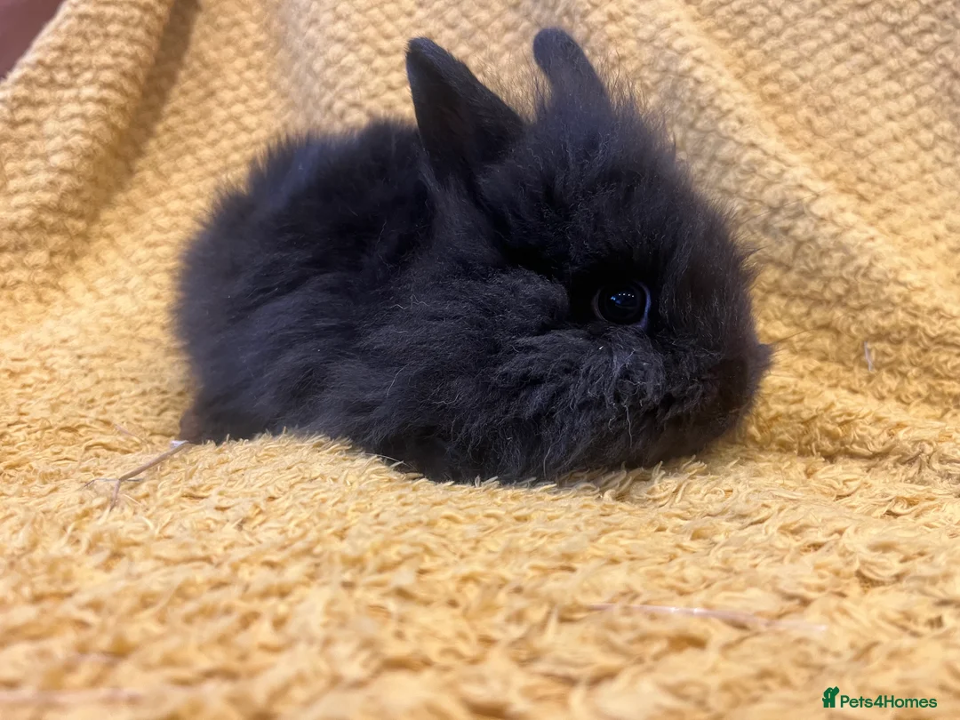 Mini Lop rabbits for sale: Mini lops  and mini double maned lionheads  - Advert 30