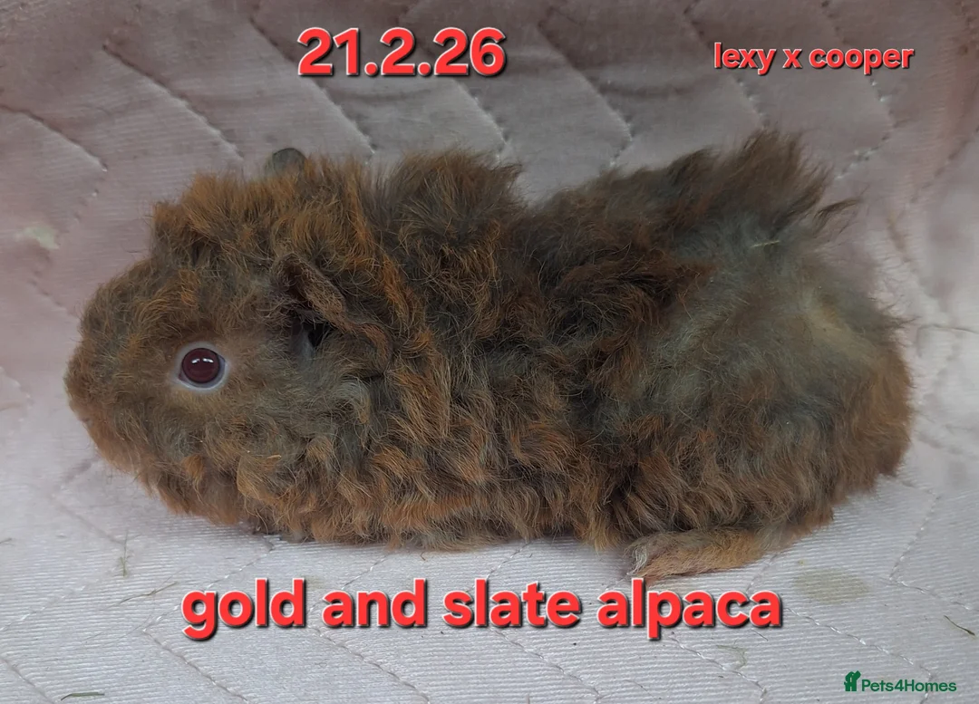 Guinea Pig rodents for sale: Baby female guinea pigs - Advert 2