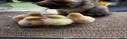Chickens poultry for sale: 💕4 little Pekin Chicks (must go together)💕 - Advert 3