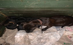 Patterdale Terrier dogs for sale: Patterdale terrier puppies  - Image 1