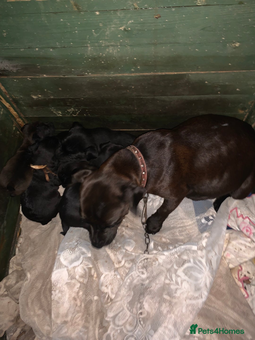 Patterdale Terrier dogs for sale: Patterdale terrier puppies  - Image 1