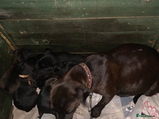 Patterdale Terrier dogs - Advert 1