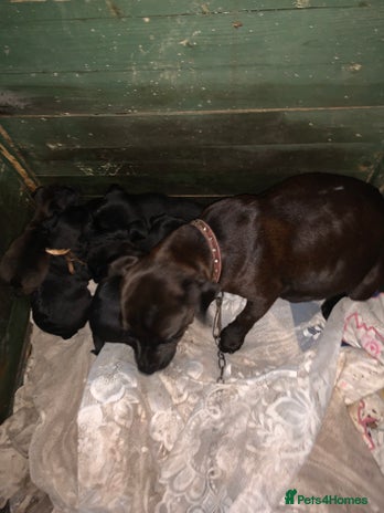 Patterdale Terrier dogs - Advert 1