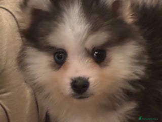 Pomsky dogs Toy Pomsky Multigenerational - Advert 2