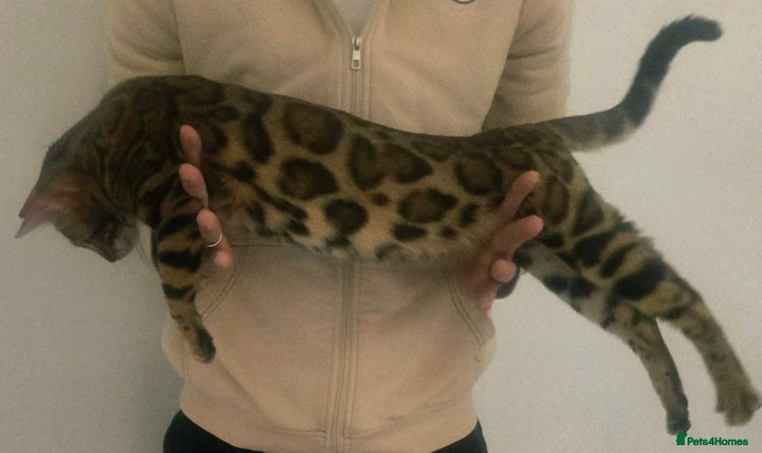 Bengal cats for sale: SBT TICA F5 Bengal Queen-Must Be Rehomed by March  - Advert 6