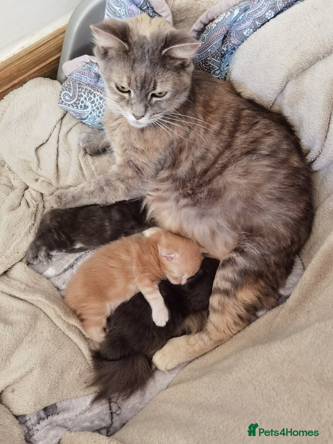 Maine Coon cats for sale: Three beautiful Maine Coon kittens - Advert 2