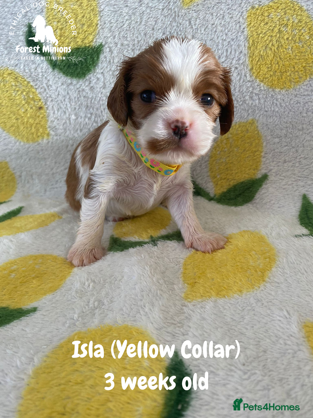 Cavalier King Charles Spaniel dogs for sale: Excessively tested Cavalier King Charles Spaniels - Image 7
