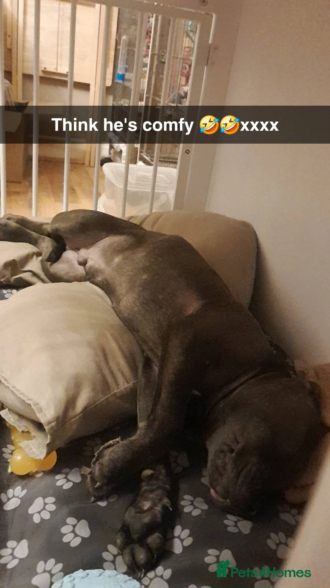 Staffordshire Bull Terrier dogs for sale: Male Blue staffy Troy - Advert 21