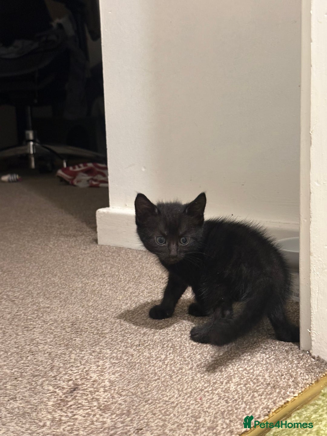 British Longhair cats for sale: Beautiful & playful kittens ready for new home - Image 18