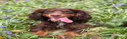 Cocker Spaniel dogs for sale: Liver (Chocolate) Working Cocker Spaniel Puppies  in Stourbridge - Advert 9
