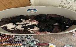 Cocker Spaniel dogs for sale: KC REG FIELD TRIAL SIRED COCKER SPANIEL PUPPIES  - Image 19