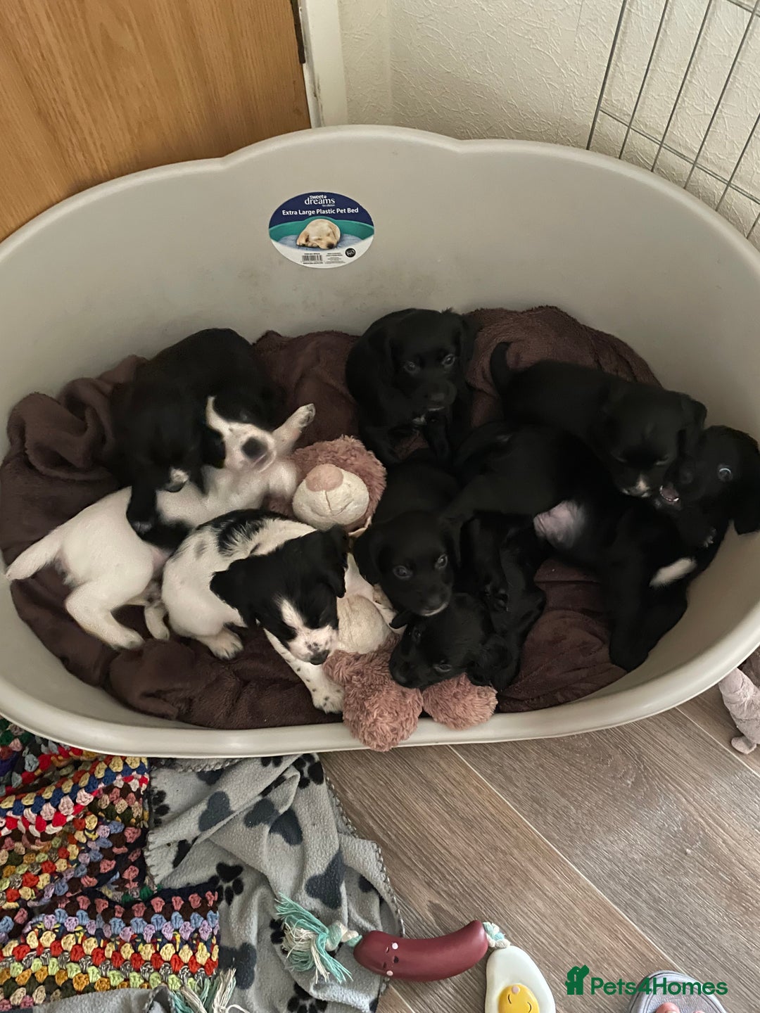 Cocker Spaniel dogs for sale: KC REG FIELD TRIAL SIRED COCKER SPANIEL PUPPIES  - Image 19