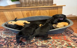 Goldador dogs for sale: GORGEOUS GOLDADORS  - Image 8